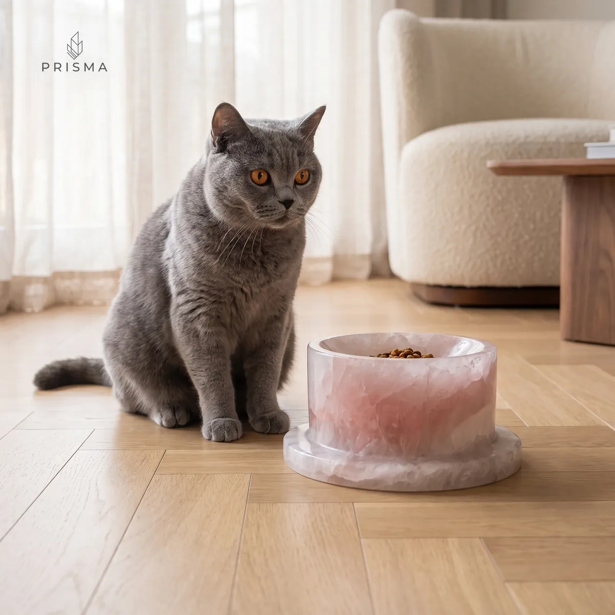 Gato British Shorthair cinza ao lado do comedouro de quartzo rosa com ração, em sala de estar clara